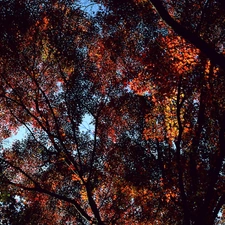 autumn, Crown, trees
