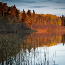 autumn, lake, woods