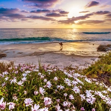 Beaches, Flowers, sun, sea, west