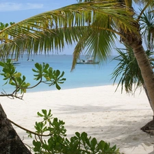 Beaches, sea, Palms