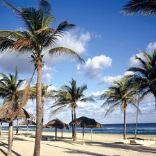 Palms, sea, Beaches, clouds