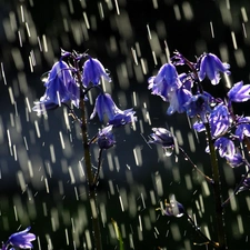 Rain, flowers, bells, Blue