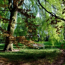 Bench, Park, lane