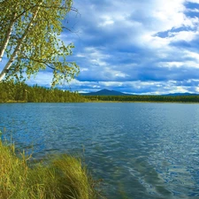 lake, birch