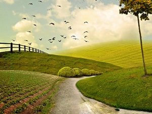 birds, Meadow, Way