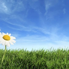 blue, Sky, daisies, Meadow, Two