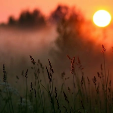 dawn, Plants, blur, Fog