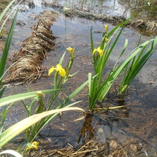 bog, flourishing, Irises