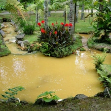 Pond - car, Garden, botanical, Flowers