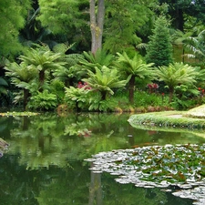 Pond - car, Garden, botanical, Palms