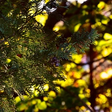 trees, branch, light breaking through sky, thuja