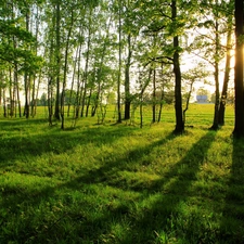 Meadow, viewes, light breaking through sky, trees