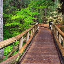 bridge, forest, wooden