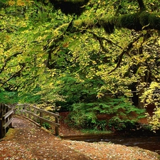 brook, bridges, trees, small, thicket