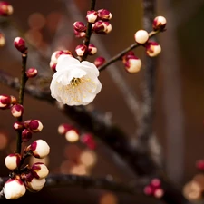 Spring, flourishing, Buds, branch pics