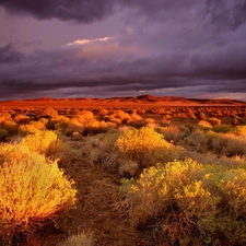 canyon, twilight, Bush, steppe