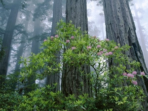 forest, flower, Bush, Fog