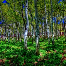 summer, green ones, Bushes, birch