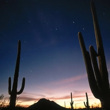 Arizona, Cactus