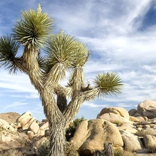 Desert, Cactus