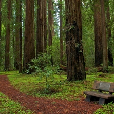 California, Park, Bench