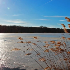 Cane, Sky, lake, dry, frozen