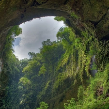 forest, Amazon, cave, rainy