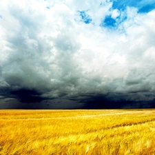cereals, clouds, field
