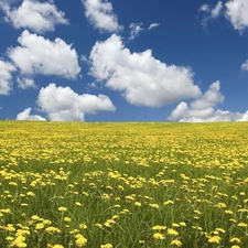 clouds, Meadow, dandelions