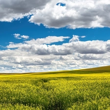 field, Sky, clouds, rape