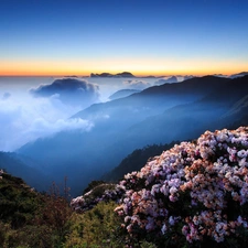 flower, Mountains, clouds, Bush