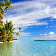 summer, Palms, clouds, water