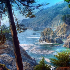 Coast, pine, rocks