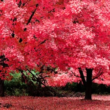 viewes, Park, color, autumn, Leaf, trees