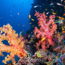 cay, Corals, fish, color