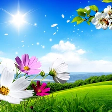 sun, Meadow, color, Flowers, summer, rays