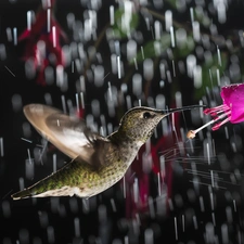 Rain, humming-bird, Colourfull Flowers