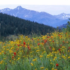 Mountains, forest, coniferous, Meadow