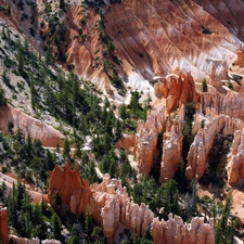 canyon, viewes, Conifers, trees