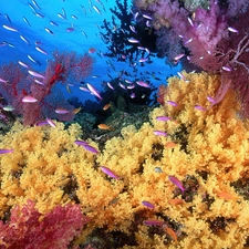 coral, underwater, reef