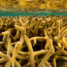 sea, Corals