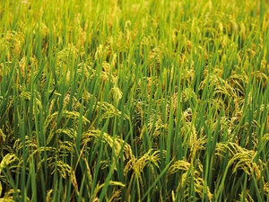 cultivation, rice, Japan