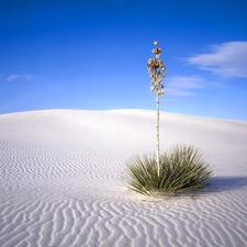 Desert, clump, grass