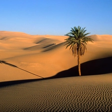 Desert, Lonely, Palm