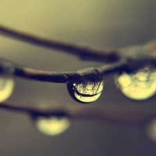 water, branch pics, drops