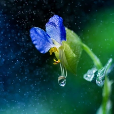 drops, Rain, Colourfull Flowers, Close, blue
