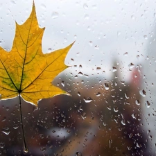 maple, Glass, drops, leaf