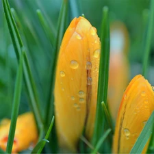 drops, Rosy, crocuses, Spring, Yellow