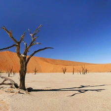 drought, Desert, trees