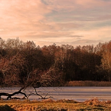 trees, lake, early spring, viewes